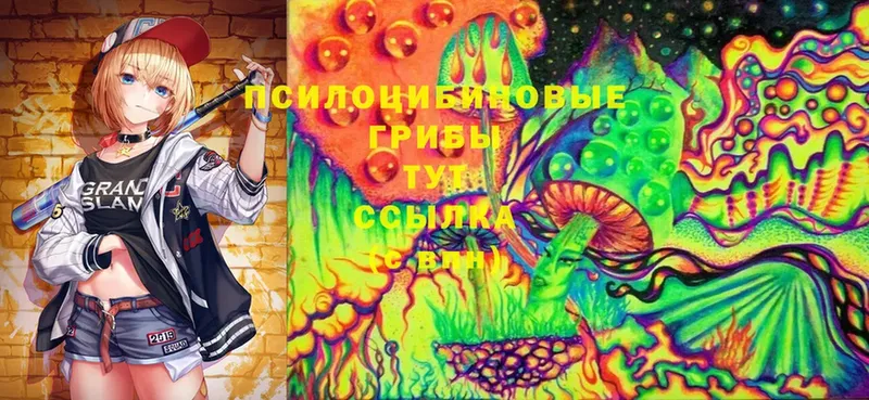 что такое   Звенигово  Галлюциногенные грибы Psilocybine cubensis 